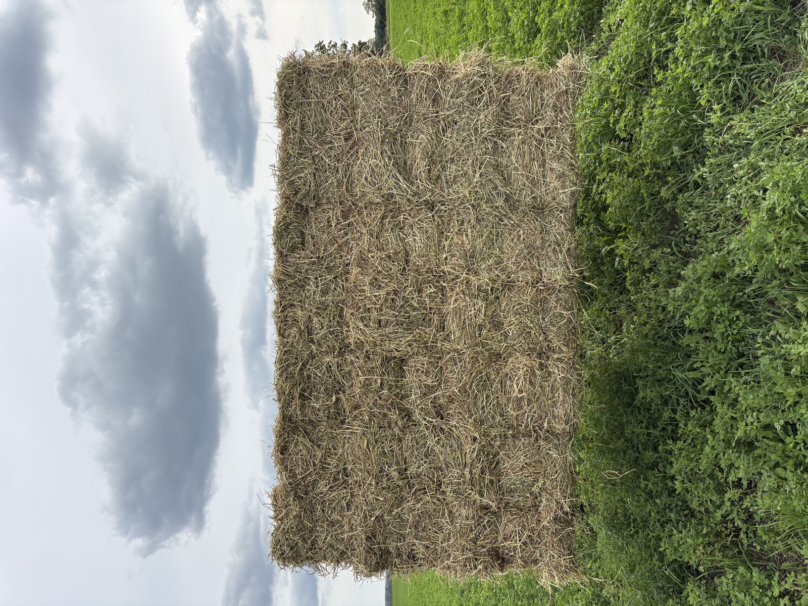 HAY 365 bundle of small square hay bales