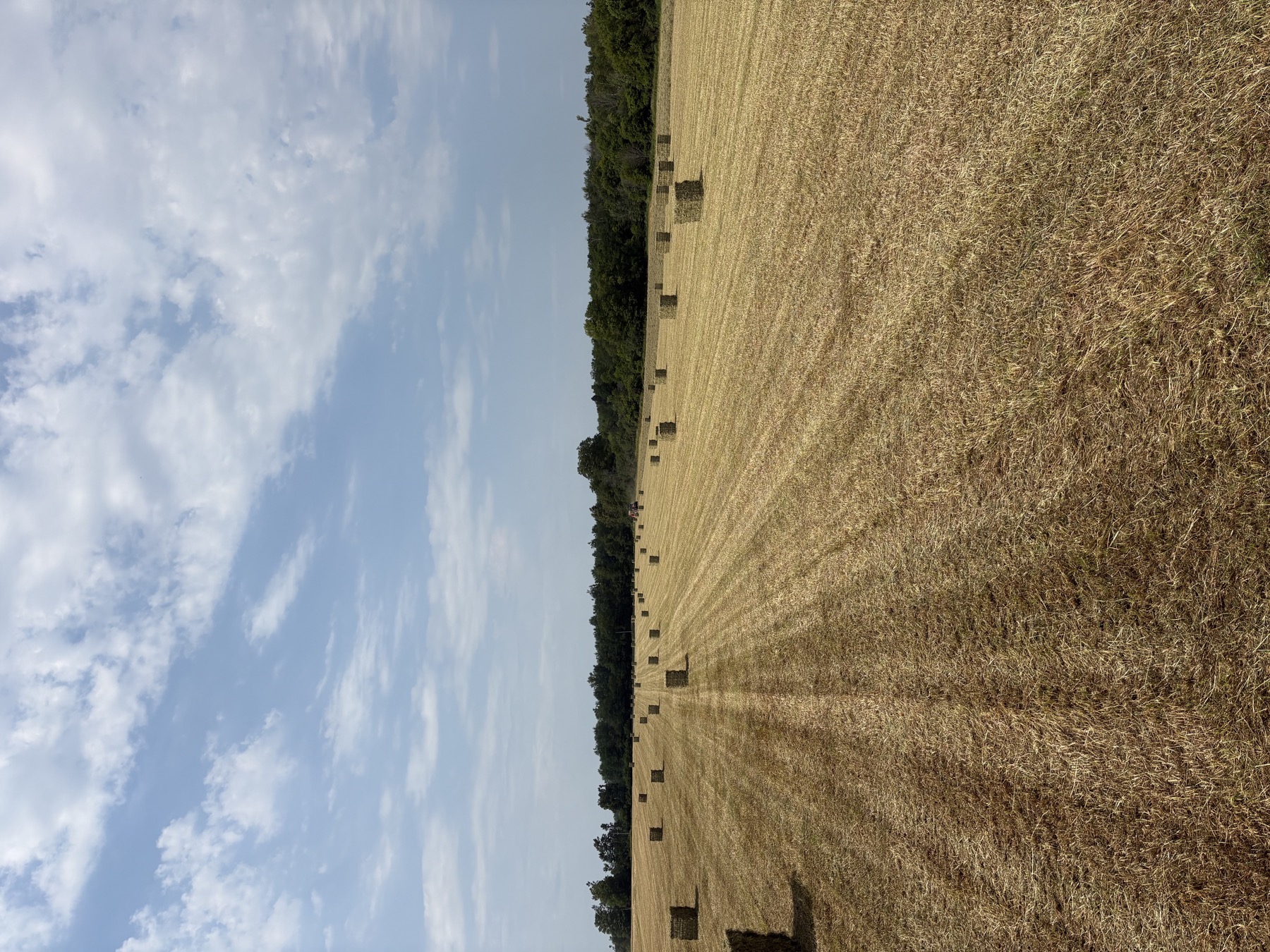 Hay bundles spread across a harvested field at HAY 365